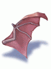 Wing of Red Bat