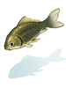 Crucian Carp